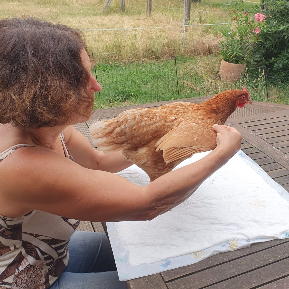 Katzen, Vögel, Alpakas & Co. - Behandlungsstrategien zur manuellen Therapie