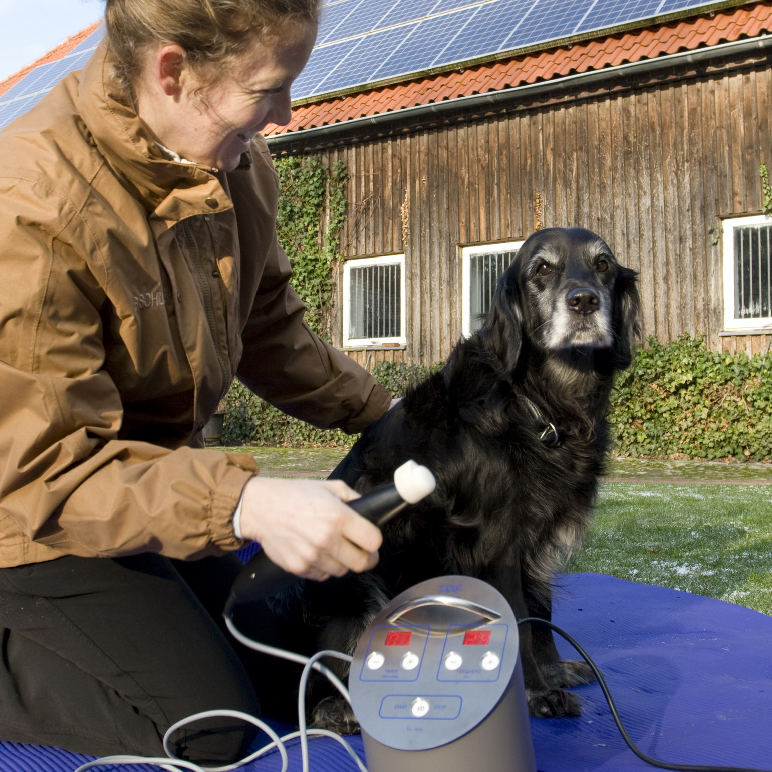 Physikalische Therapie beim Hund