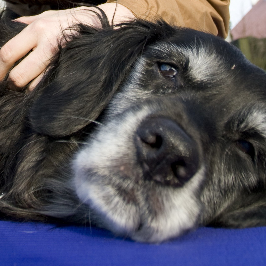 Neurologie, Hundesport und Arbeitshund, Ethologie