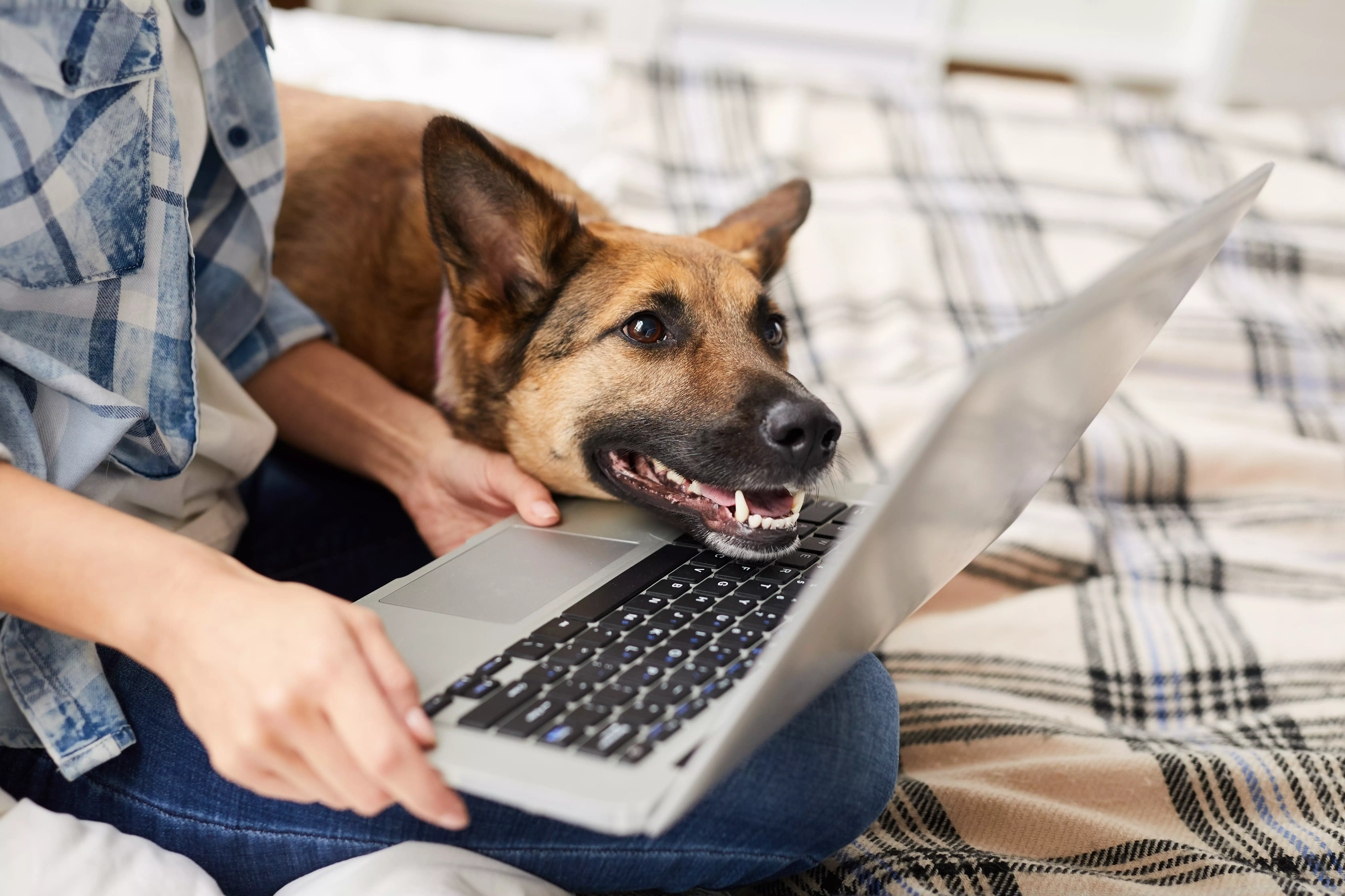 Symptom oder Ursache? Fallbeispiele von Ursache-Folge-Ketten beim Hund