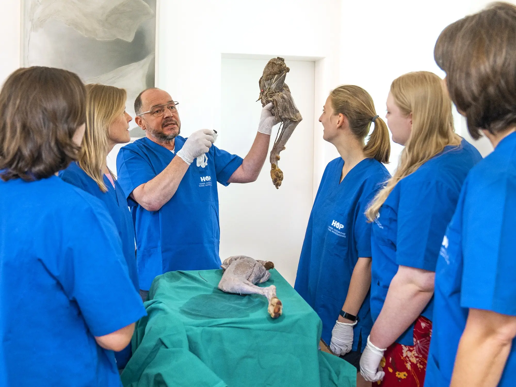DIPO-Hundeosteopathie Kurs 20 (Weiterbildungsreihe mit 12 Modulen) | Kursort Dülmen