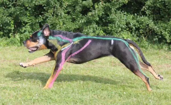 Myofasziale kinetische Linien beim Hund: Anatomie, Funktion, Testverfahren und Behandlung